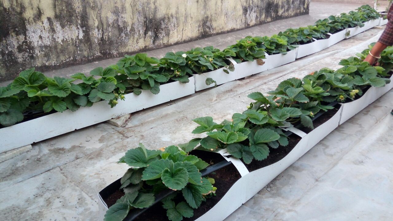 Growing Troughs